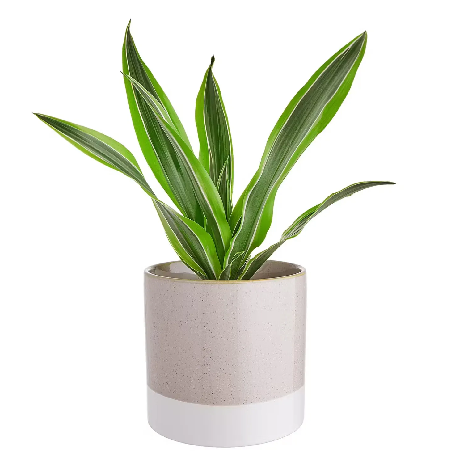 EARLY SPRING Blumentopf