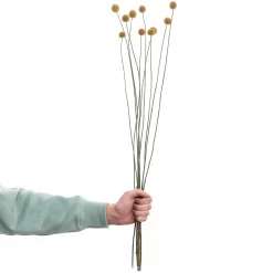 FLOWER MARKET Trockenblumen Craspedia