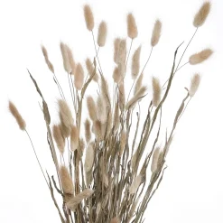 FLOWER MARKET Trockenblumen Lagurusgras